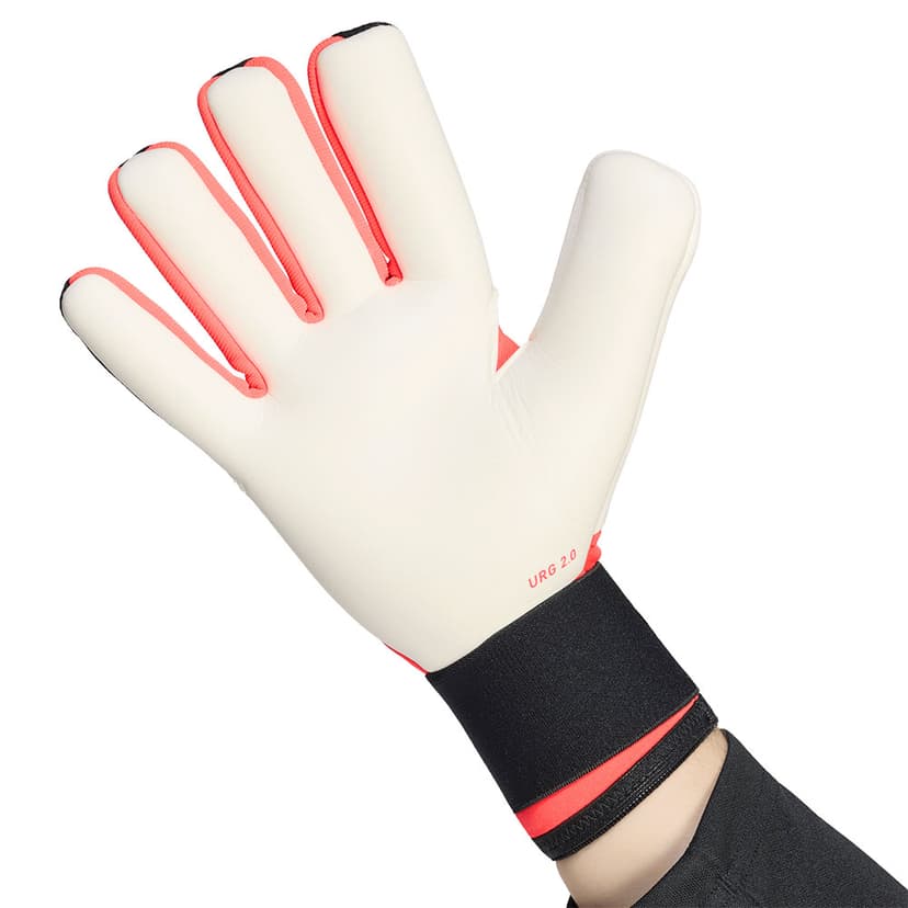 Latex Palm